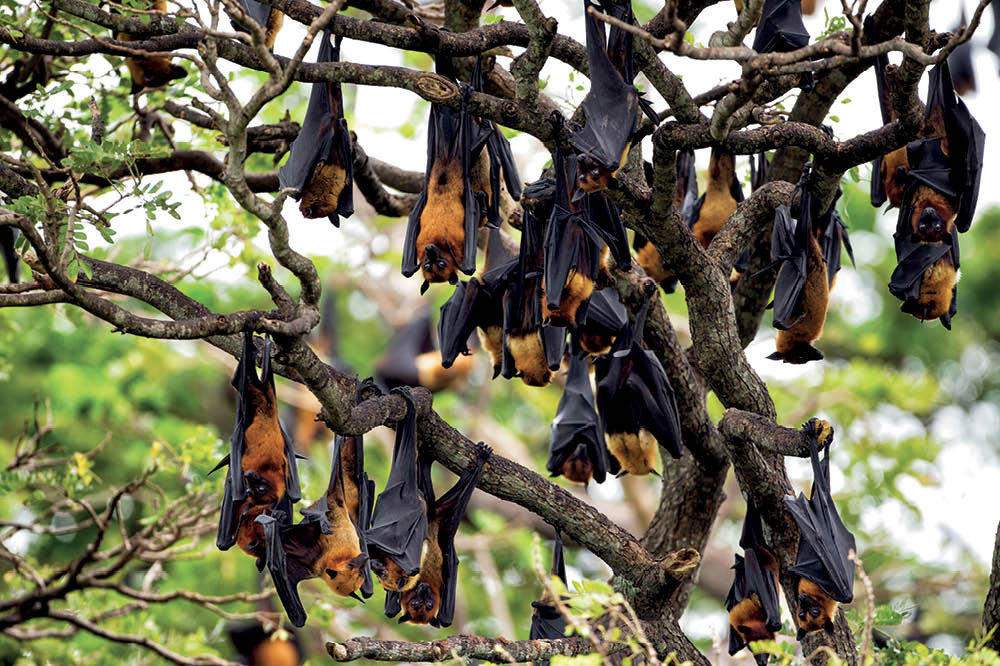 Koronavirüs: Yaban Hayatın Çağrısı