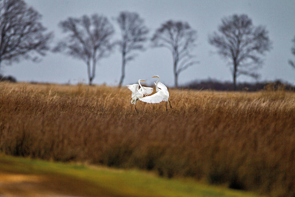 Küçükçekmece: Kuşların Evi