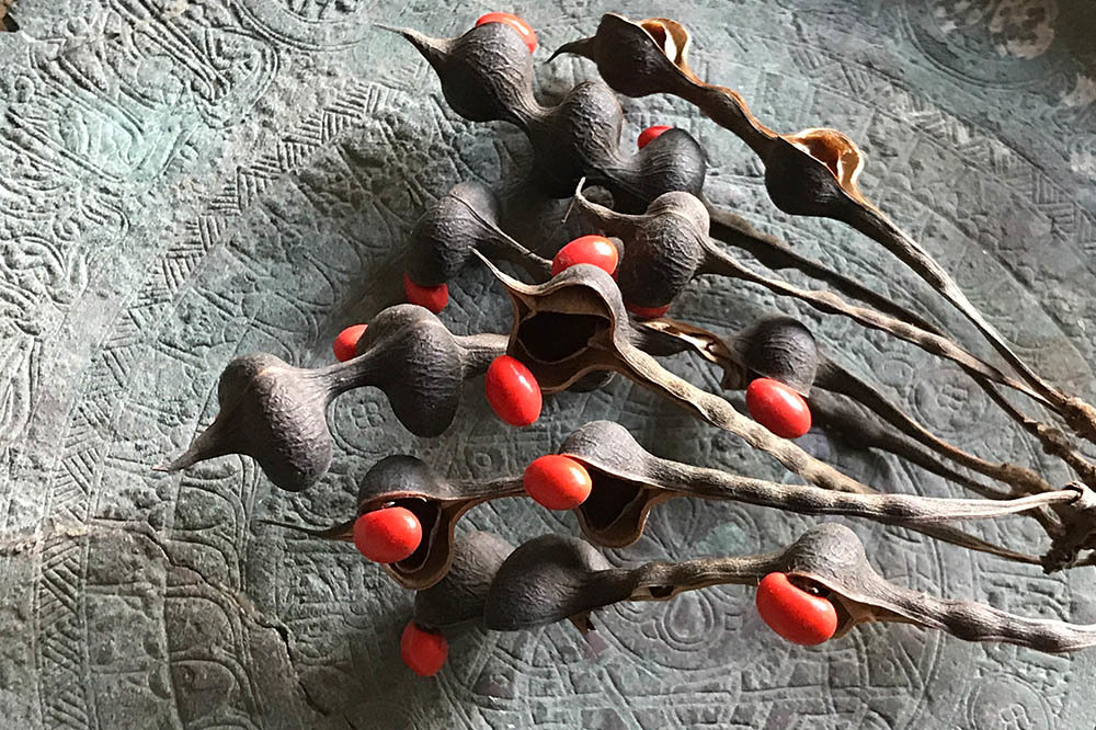 Kurda, Kuşa, Aşa… Ve Göze…