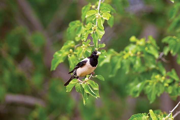 Kuş Cehennemi Otobanı