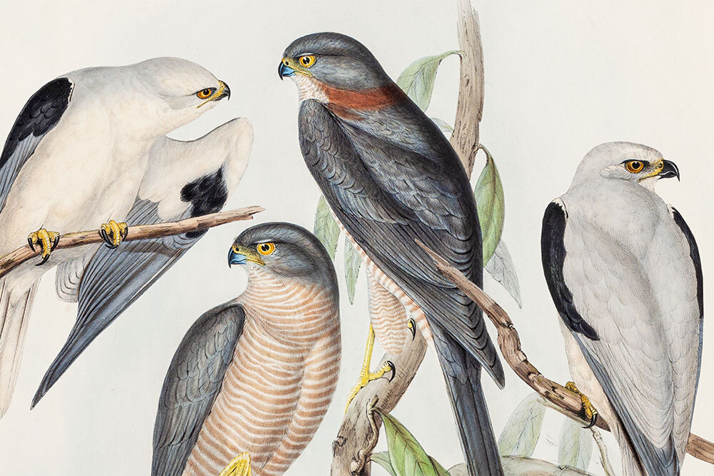 Kuş Kolektifi’nin İlk Konseri Pera Müzesi’nde