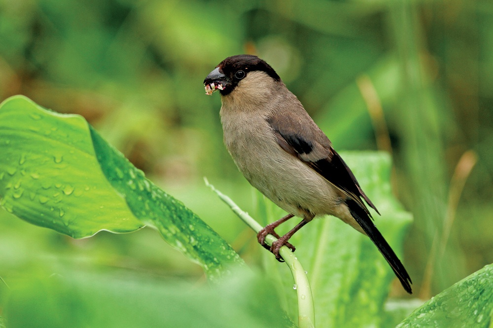 Kuşların Yeni Kaderi