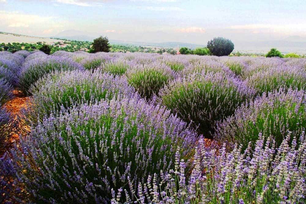 Lavanta ile Kırsal Yoksulluğu Yendiler