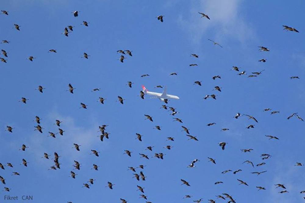 Leyleklerin Fıtratı