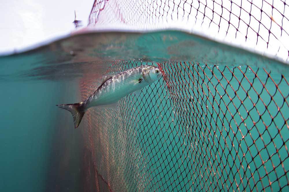 Lüfer, Bir Balığın Var Olma Savaşı