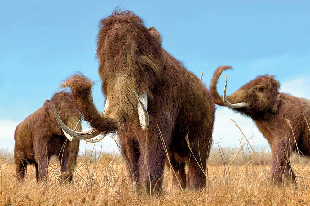 Mamutların Dirilişi