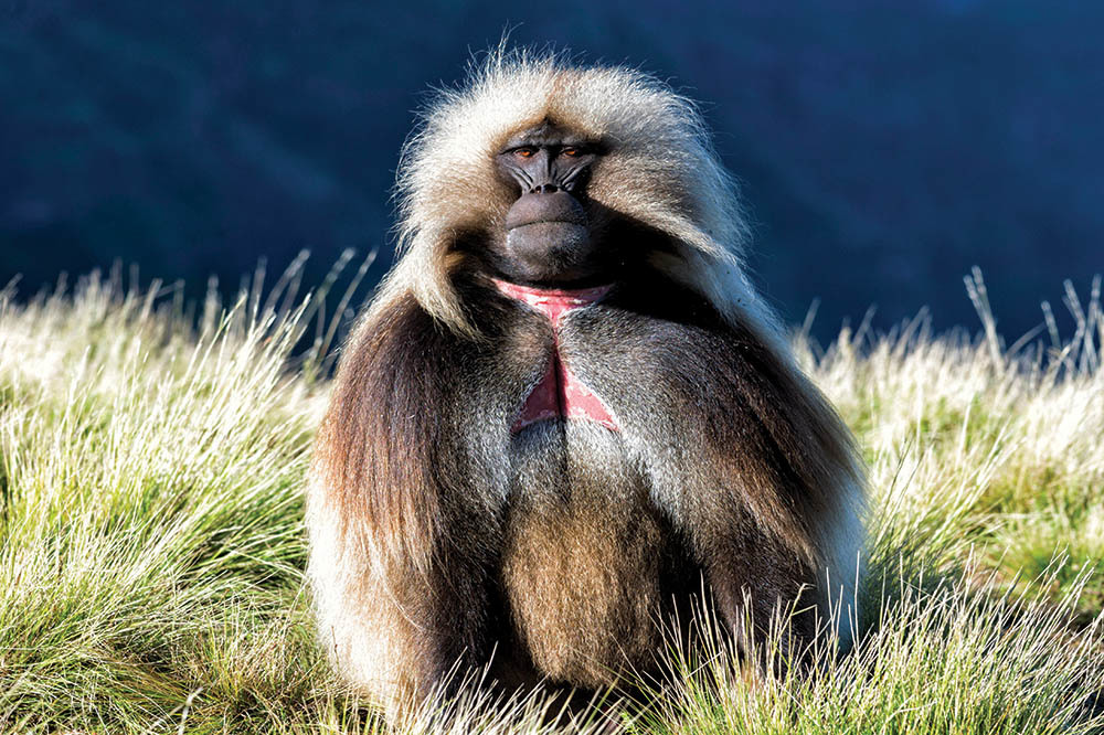 Maymunların Dil Matematiği