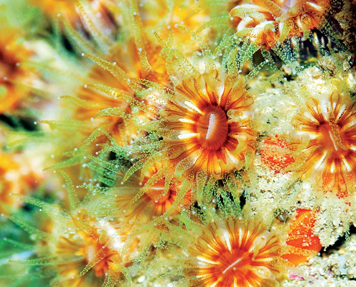 Mercanlar Beyaz Ölür