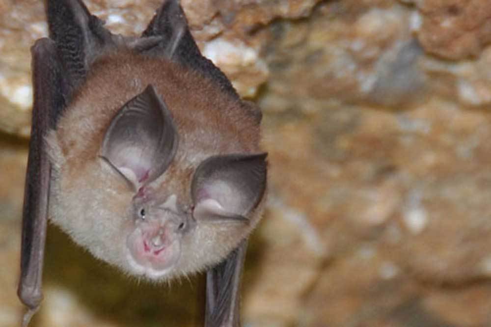 Nalburunlu Yarasalar Kurtuldu