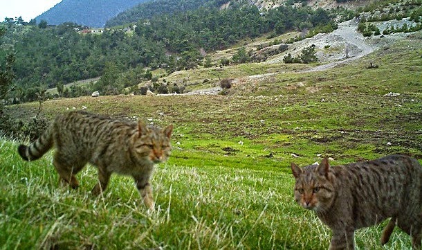 Nesli Koruma Altındaki Yabankedisi Soma'da Görüntülendi 