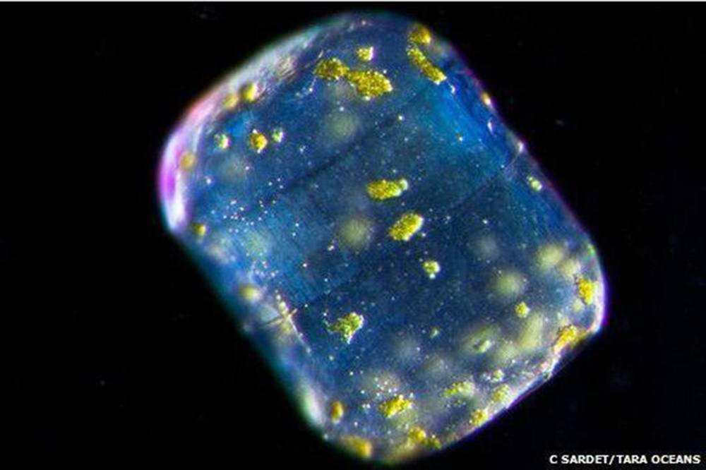 Okyanusun Saklı Ekosistemi