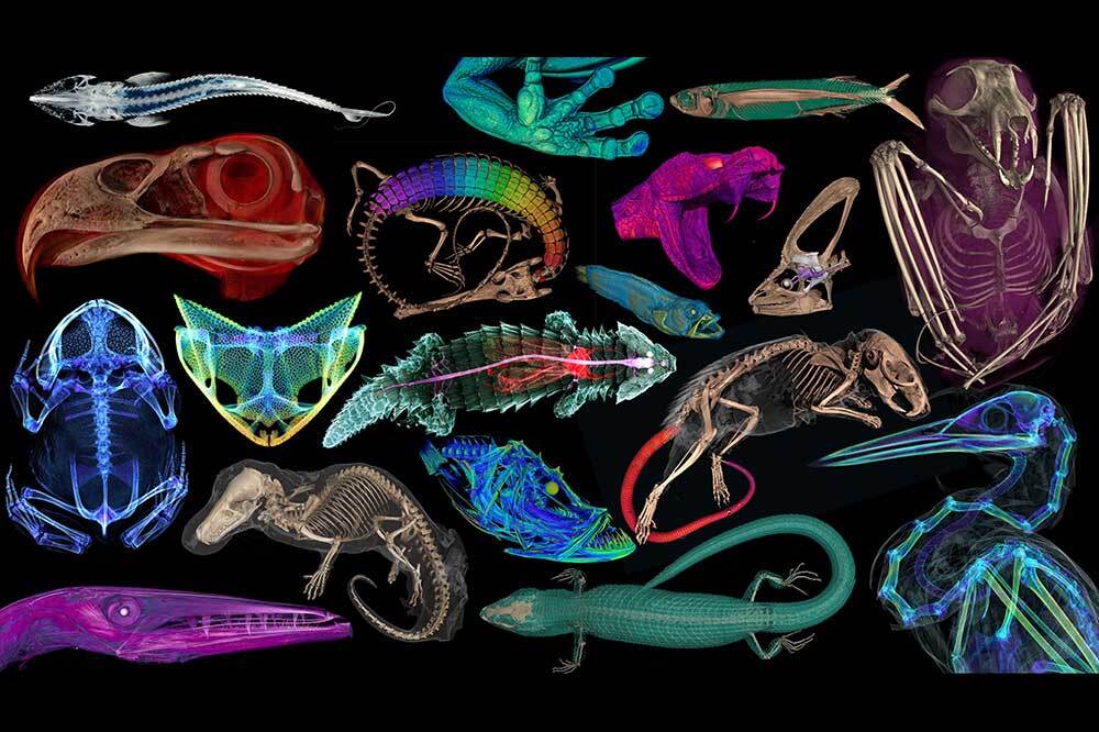 Omurgalılara 3 Boyutlu Bakmak