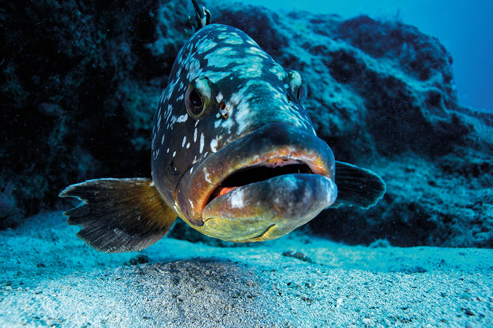 Orfoz: Resifin Efesi Beyazperdede