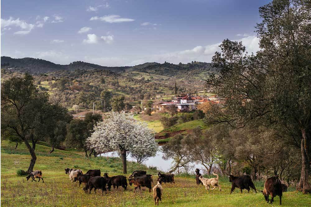 Orhanlı Köyü Zeytin Hasadı Festivali