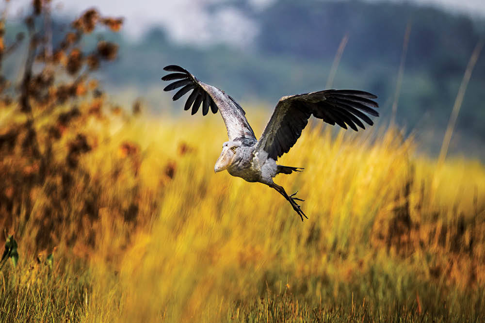 Pabuçgaganın Peşinde
