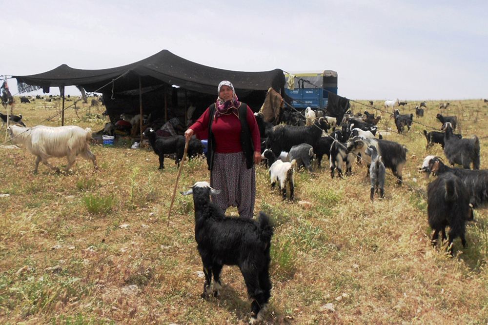 Sarıkeçililerden Mektup Var!
