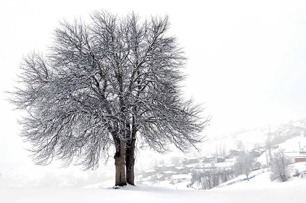 Şavşat, Issız Bahçe