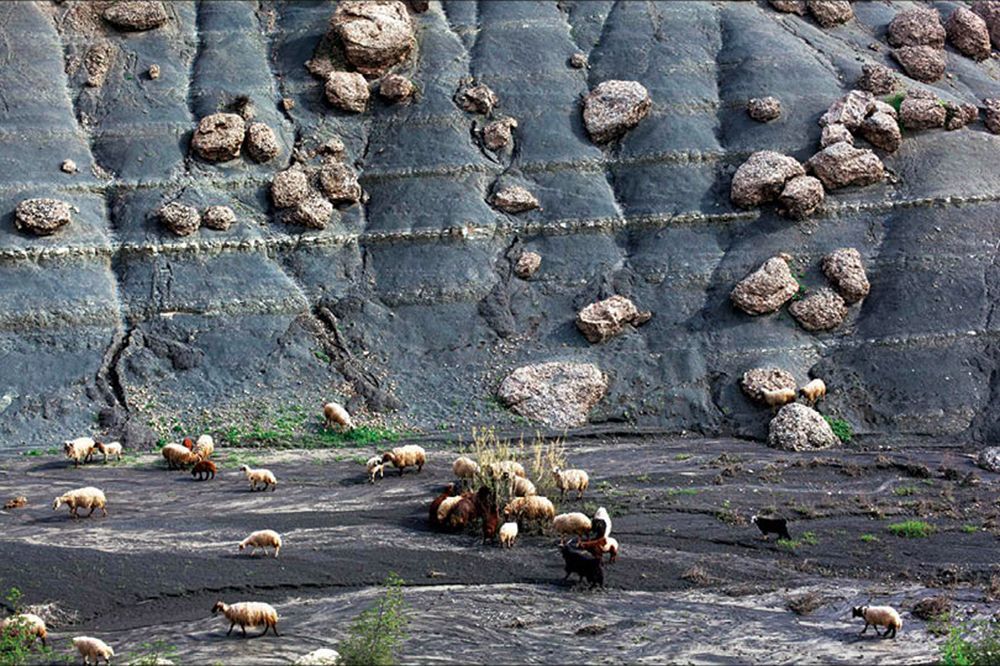 Sürü Kışı Geçireceği Meraya İlerliyor