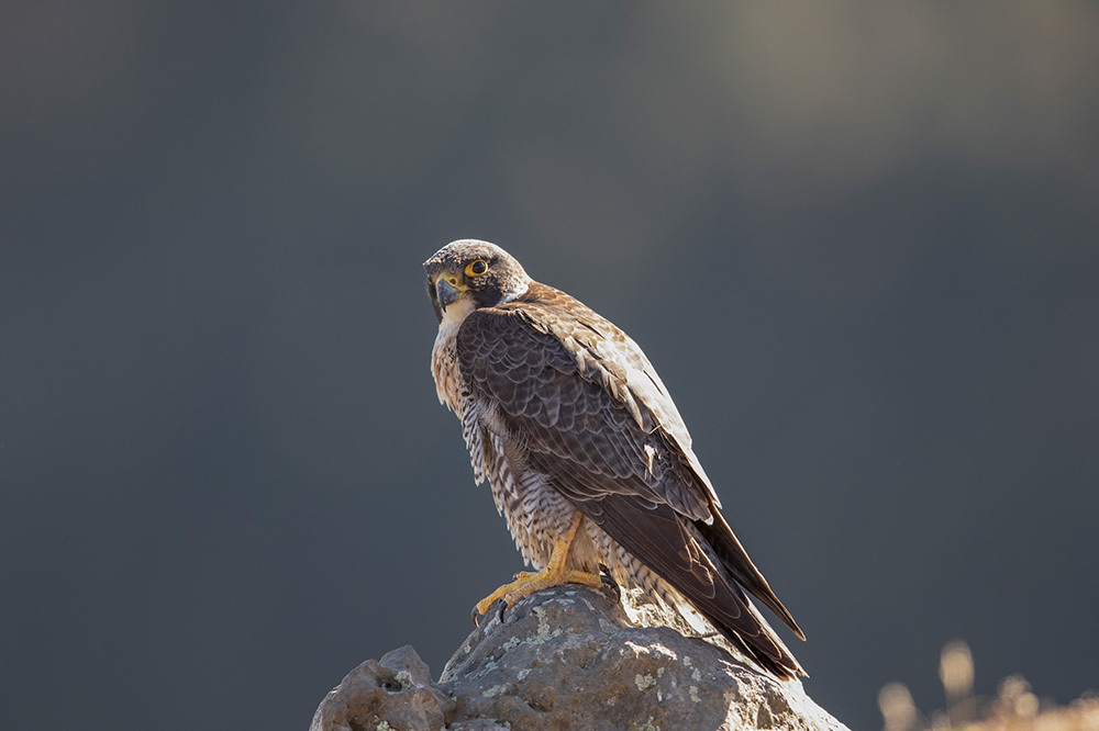 Takson Rehberi: Bana Adını Söyle