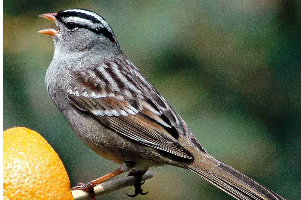 Tarım İlaçları Kuşları Öldürüyor