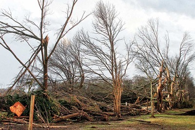 Ağaçlar ve Rüzgâr