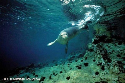 Akdeniz Foklarının Yaşam Alanı Yok Ediliyor