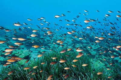 Akdeniz’e Güzel Haber!