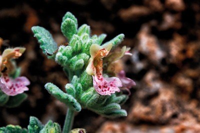 Alakır Çayı Bir Vadinin Can Damarı