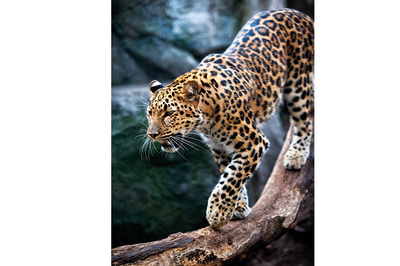 Amur Leoparının Geri Dönüşü