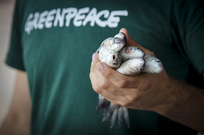 Balık Yerine Plastik Mi Yiyoruz?