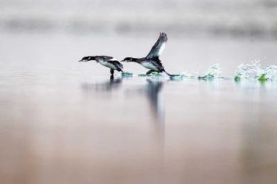 Batağanlar, Suya Âşık Kuşlar