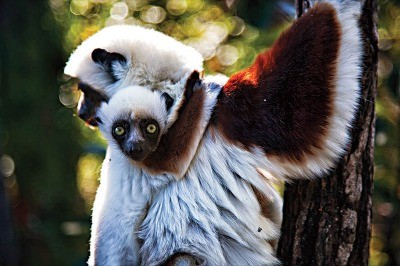 Bordo Omuzlu Sifaka