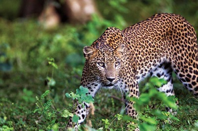 Cennetten Sonra Sri Lanka