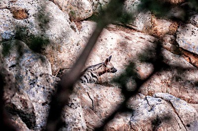 Çizgili Sırtlan: Benim Adım Hyeana Hyeana