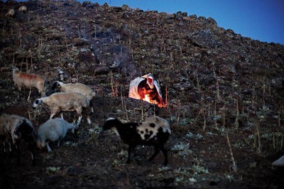 Çoban! Gözünü Kapat, Kulağını Aç...