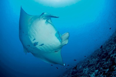 Denizlerin İri Canlılarını Kaybediyoruz