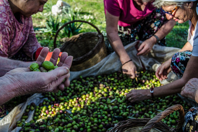 Doğal İyiliğin Doğuşu: Zeytin Hasadı