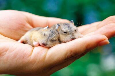 Fareler de Sallayınca Uyuyor...