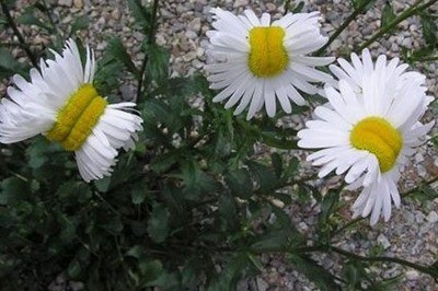 Fukuşima'da Nükleer Sızıntı Bitkileri Etkiliyor