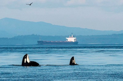 Gemi Sesleri Orkaların İletişimini Etkiliyor
