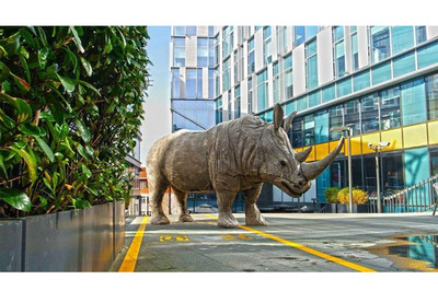 Gergedanlar Şehre Geri Dönüyor!