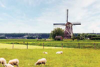 Hollanda Hayvanları Koruma Partisi: B Gezegeni Yok B Planı Var