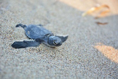 İklim Değişikliğinin Tehdit Ettiği On Tür