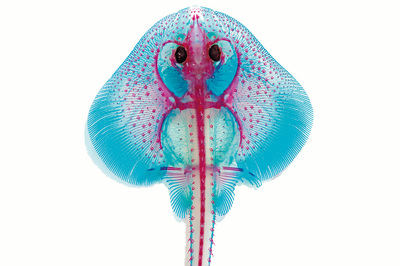 İlk Adım 420 Milyon Yaşında