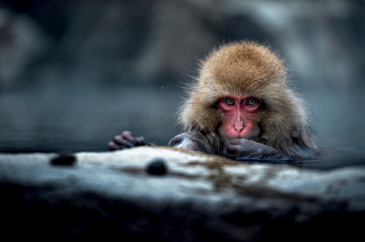Japonya / Jigokudani Vadisi: Kar Maymunlarının Evi