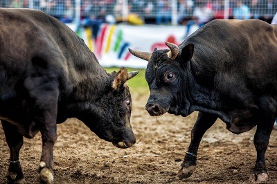 Kafkasör Festivali: Boğa Barışı