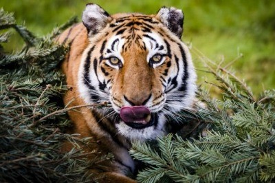 Kaplanın Dönüşü