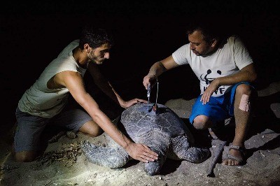 Kaplumbağa Akyatan2016