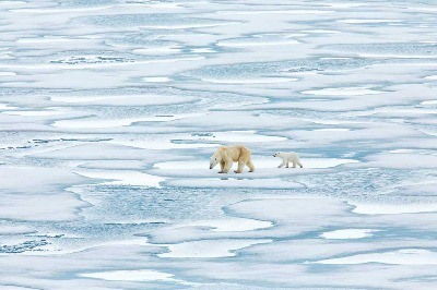 Kaybolan Kuzey ve Kutup Ayıları