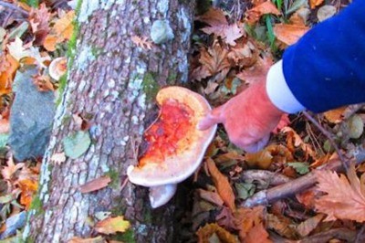 Kaz Dağları’nın Şifası